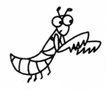 花螳螂简笔画图片
