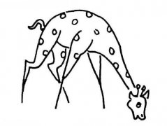俯身吃草的长颈鹿简笔画