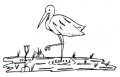 沼泽地里的丹顶鹤简笔画图片