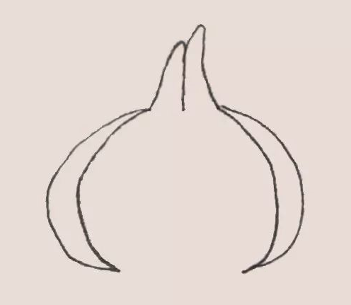 简笔画之大蒜