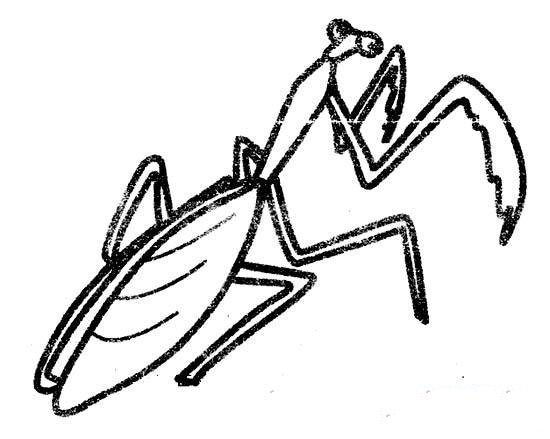 小学生关于螳螂的简笔画图片