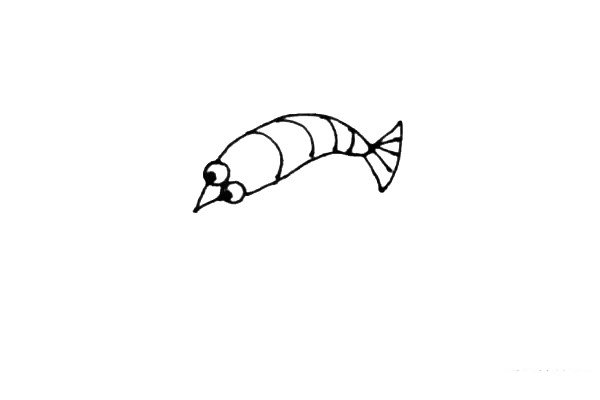 第三步：先画上小龙虾扇形的尾巴，并且用弧线画上小龙虾身上的结构。