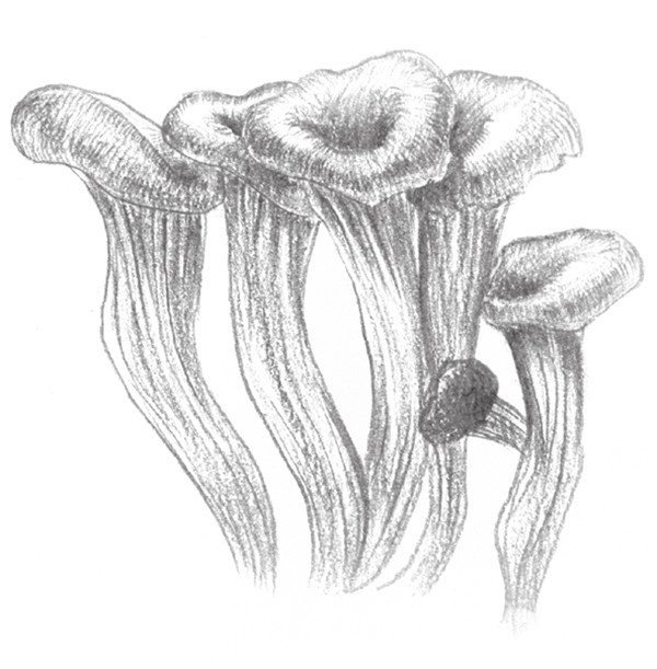 素描蘑菇的绘画技法