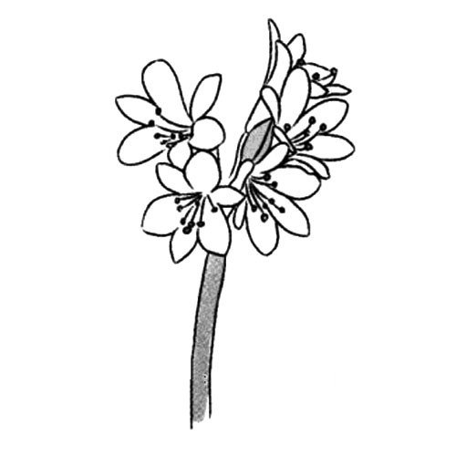 3.画出花茎。