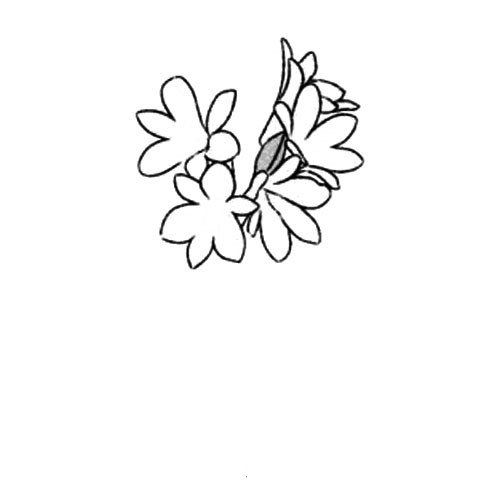 1.画出一层花瓣。