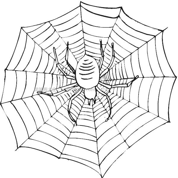 结网的蜘蛛简笔画