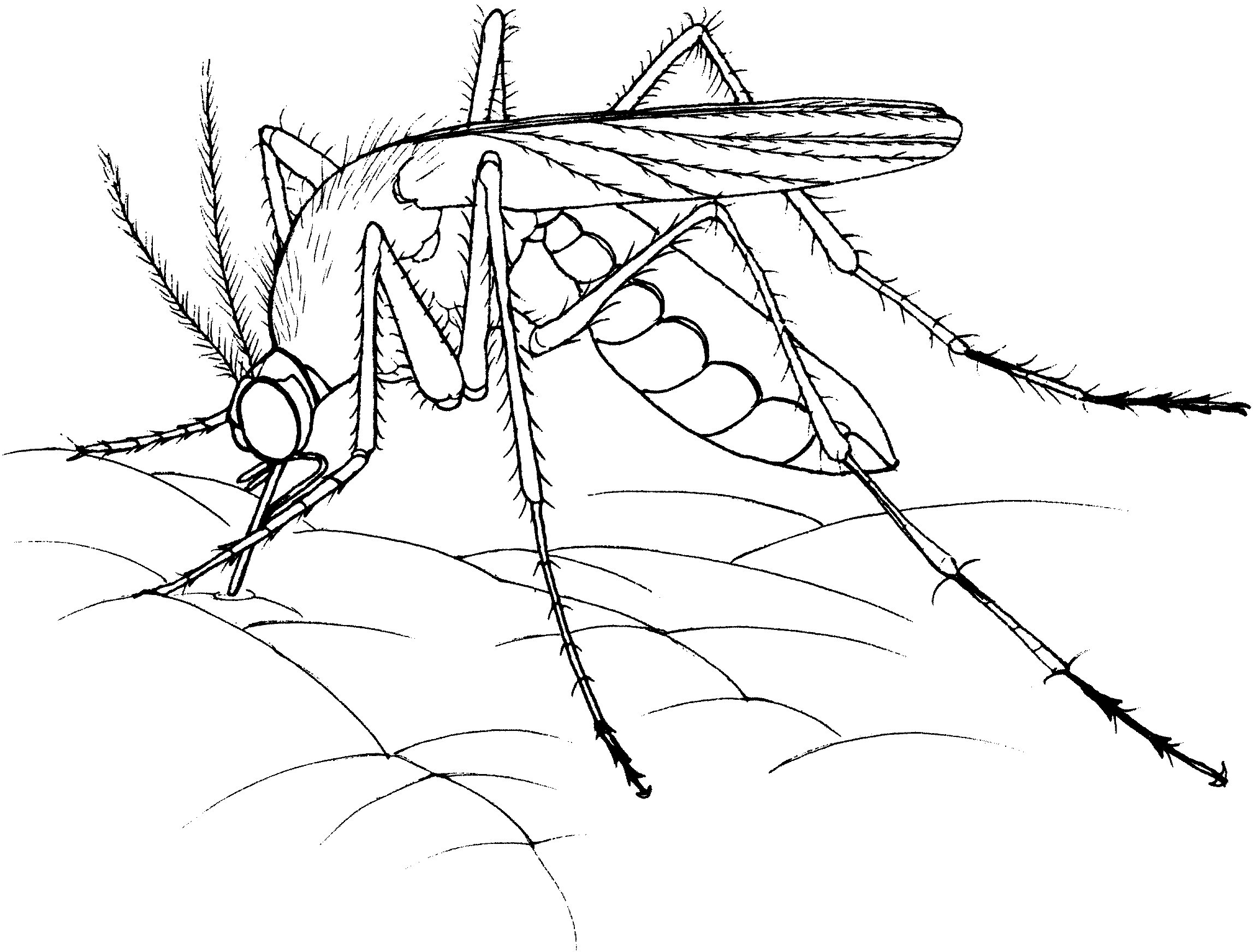 可恶的蚊子怎么画