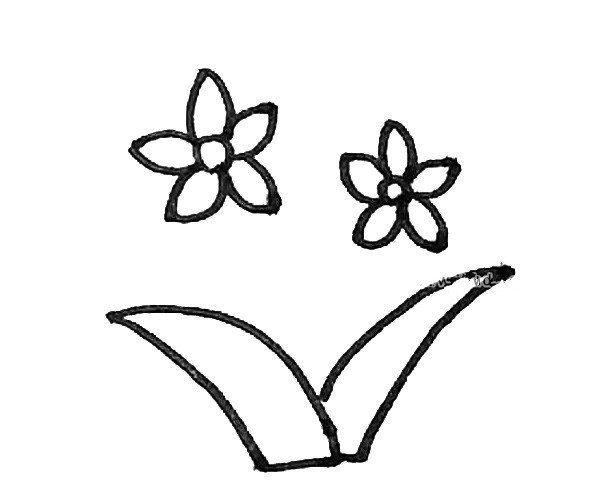 第五步：右边也用弧线画出水仙花的叶子。