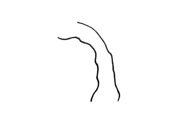 1.用两条弯弯的弧线，画出柳树的树干。
