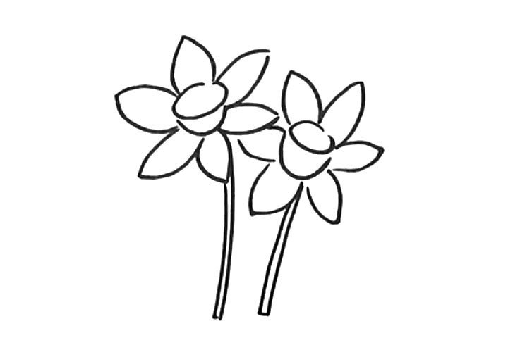 4.画出花茎。
