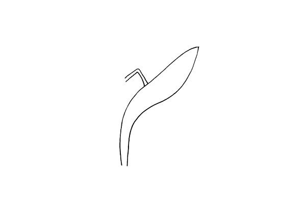 第二步:在叶子上画出它的花茎像一个数字七.注意茎的位置。