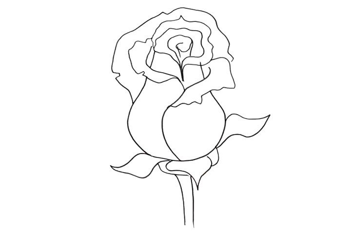 3.接着画玫瑰花的叶子和茎。