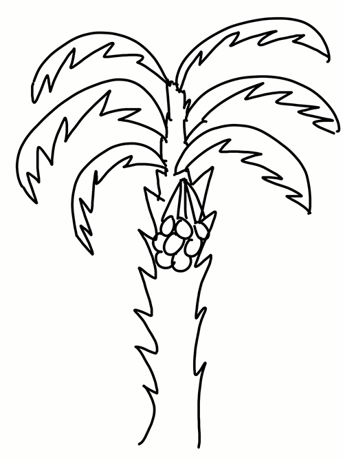 简单易学的椰子树简笔画
