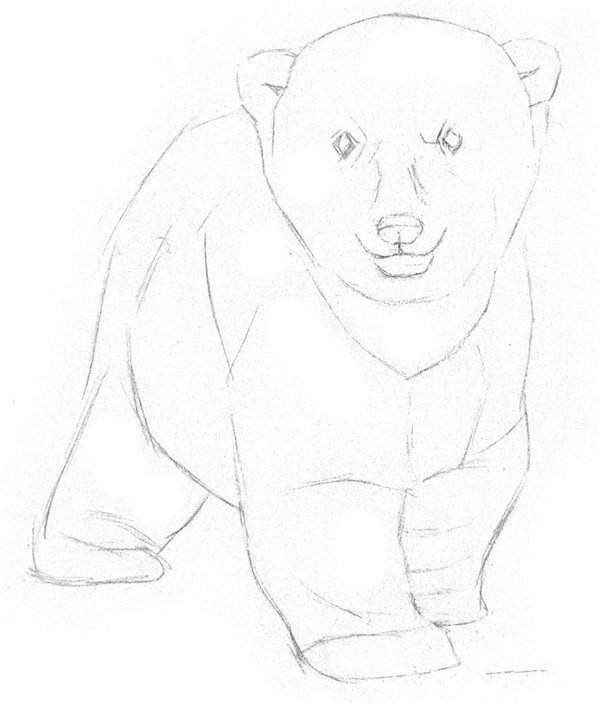素描小北极熊的绘画教程