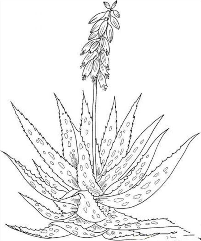 植物简笔画大全 芦荟简笔画图片