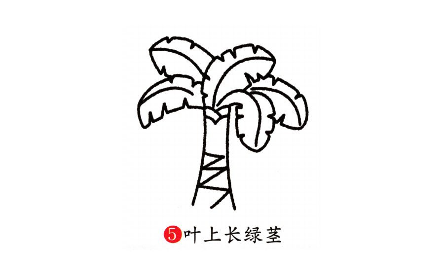 学画芭蕉树