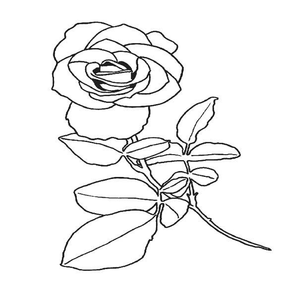 漂亮的玫瑰花的简笔画图片