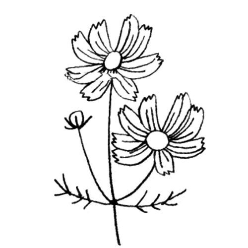 3.画出茎、叶子和花蕾之后，再画出另外一朵花来。