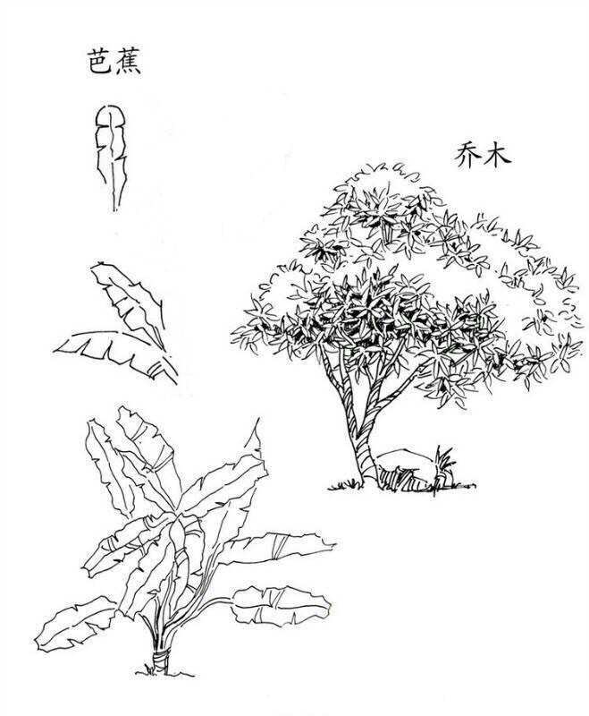 植物图片 芭蕉和乔木简笔画图片