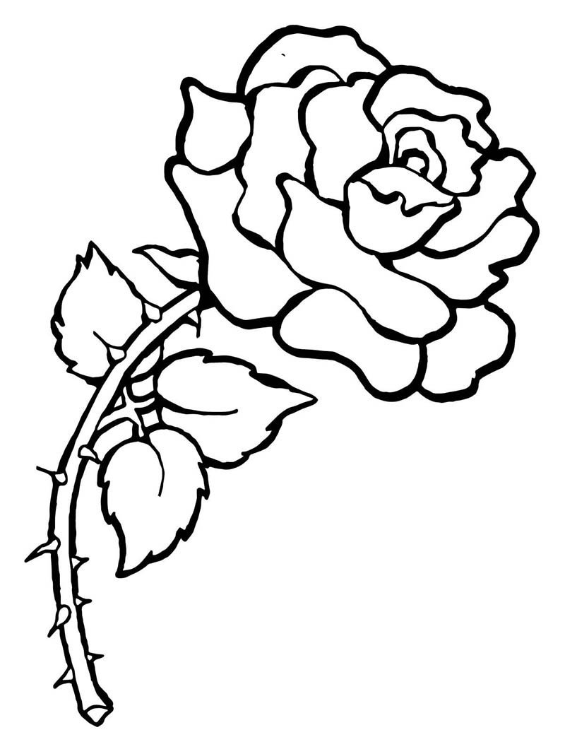 带刺的玫瑰怎么画