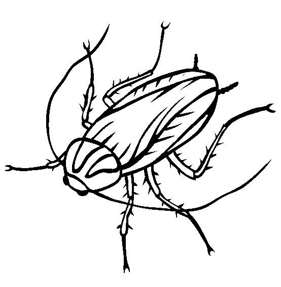 昆虫图片 蟑螂简笔画图片