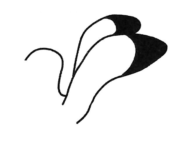 海鸥简笔画步骤2