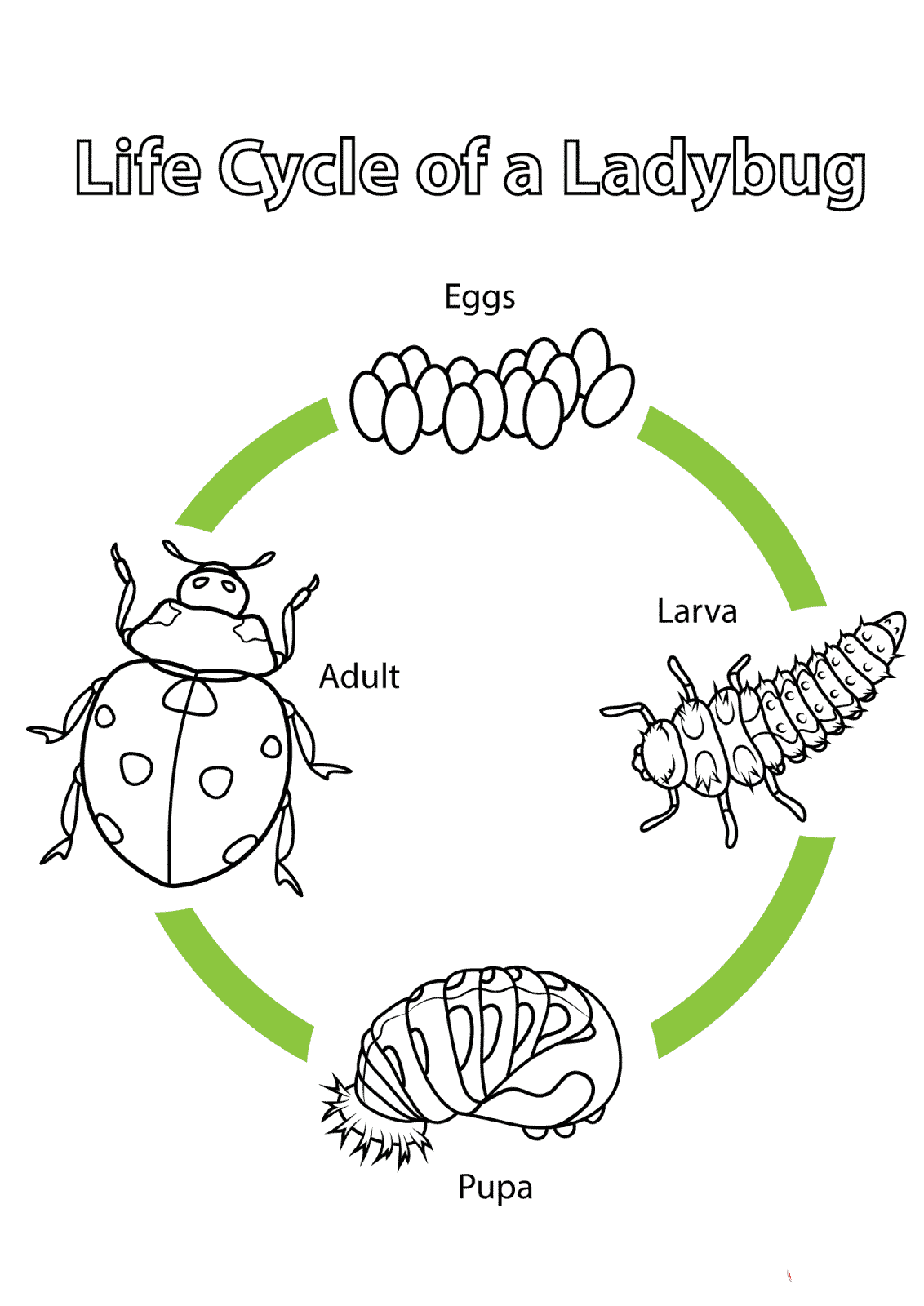 瓢虫的生命周期