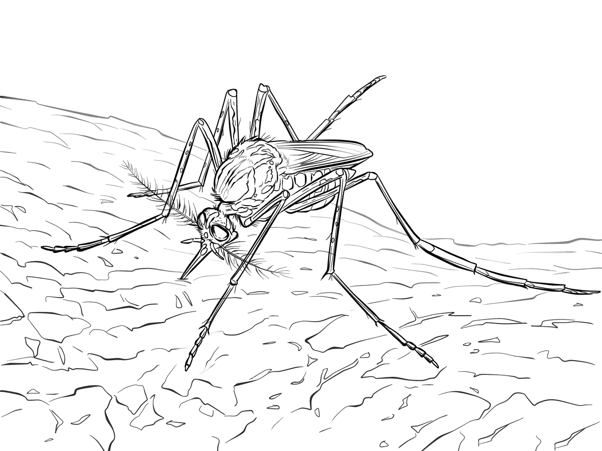 蚊子传播病毒