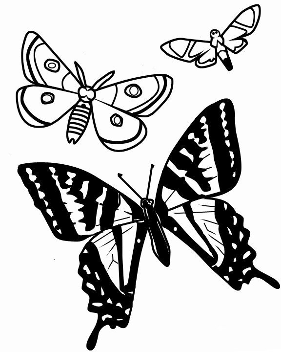 飞舞的蝴蝶简笔画图片