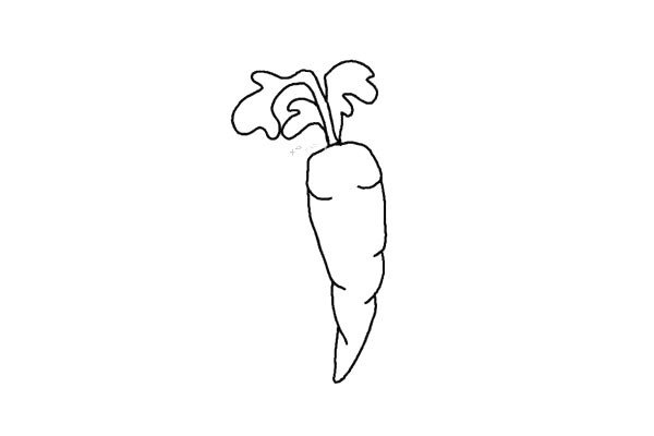 3.从在胡萝卜顶端的中间画上它的叶子。小叶子画完后在中间的位置画一个大一些的叶子。