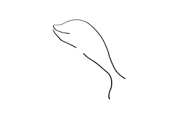 3.在嘴巴的下方画出海豚的肚皮.中间要留个缺口。
