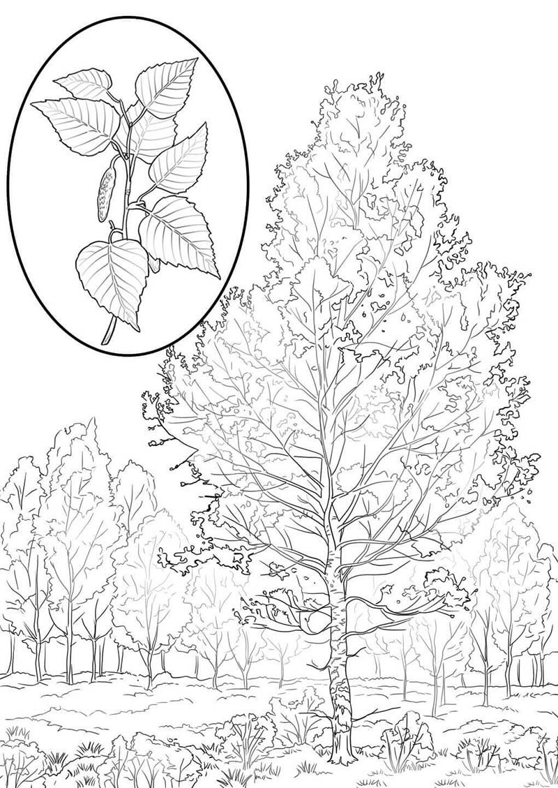 美国白桦树简笔画图片