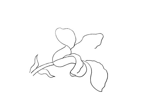 第六步:然后用不规则的曲线画出中间和下方的花瓣。
