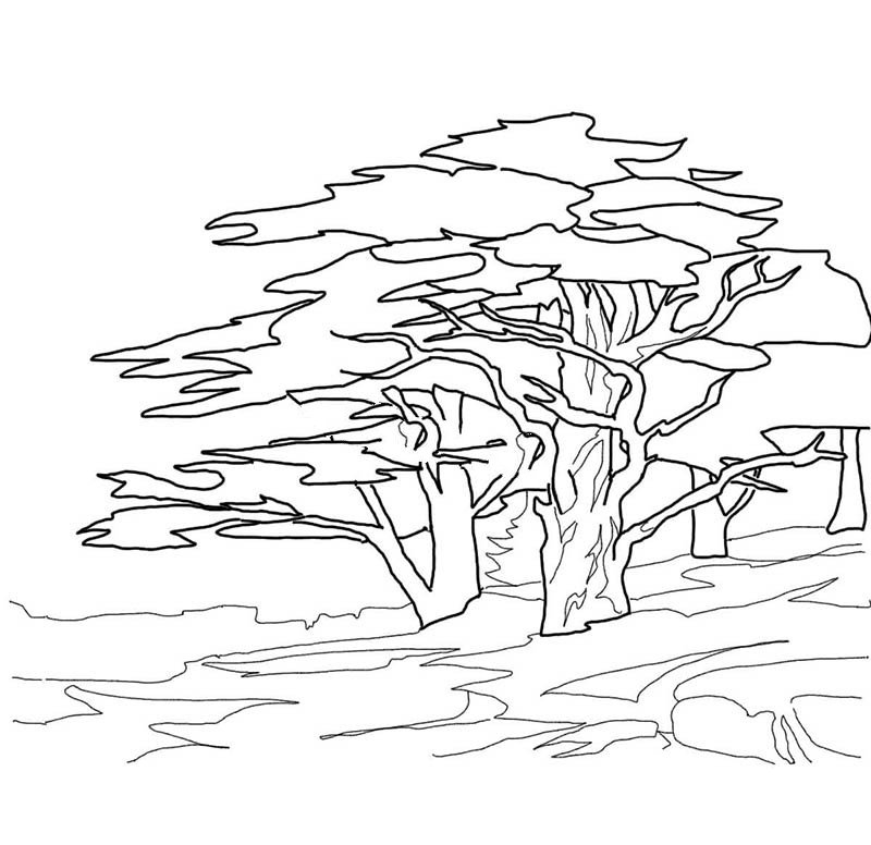 雪松树的画法
