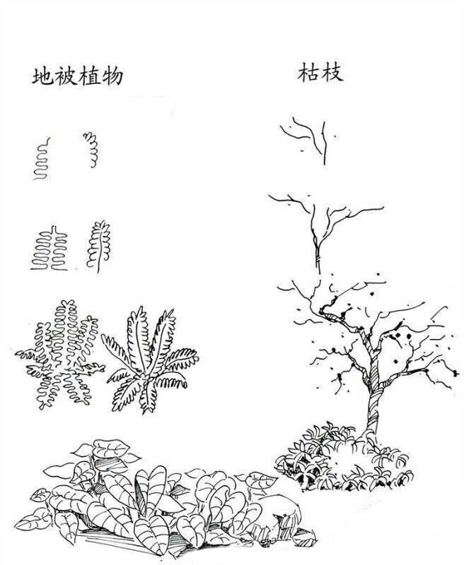 植物图片 地被植物和枯枝简笔画画法