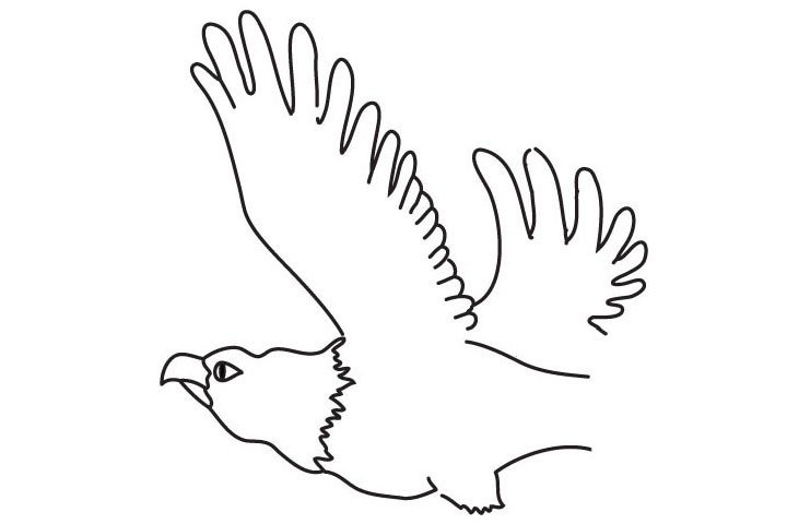5.画另外一只翅膀和身体的轮廓。