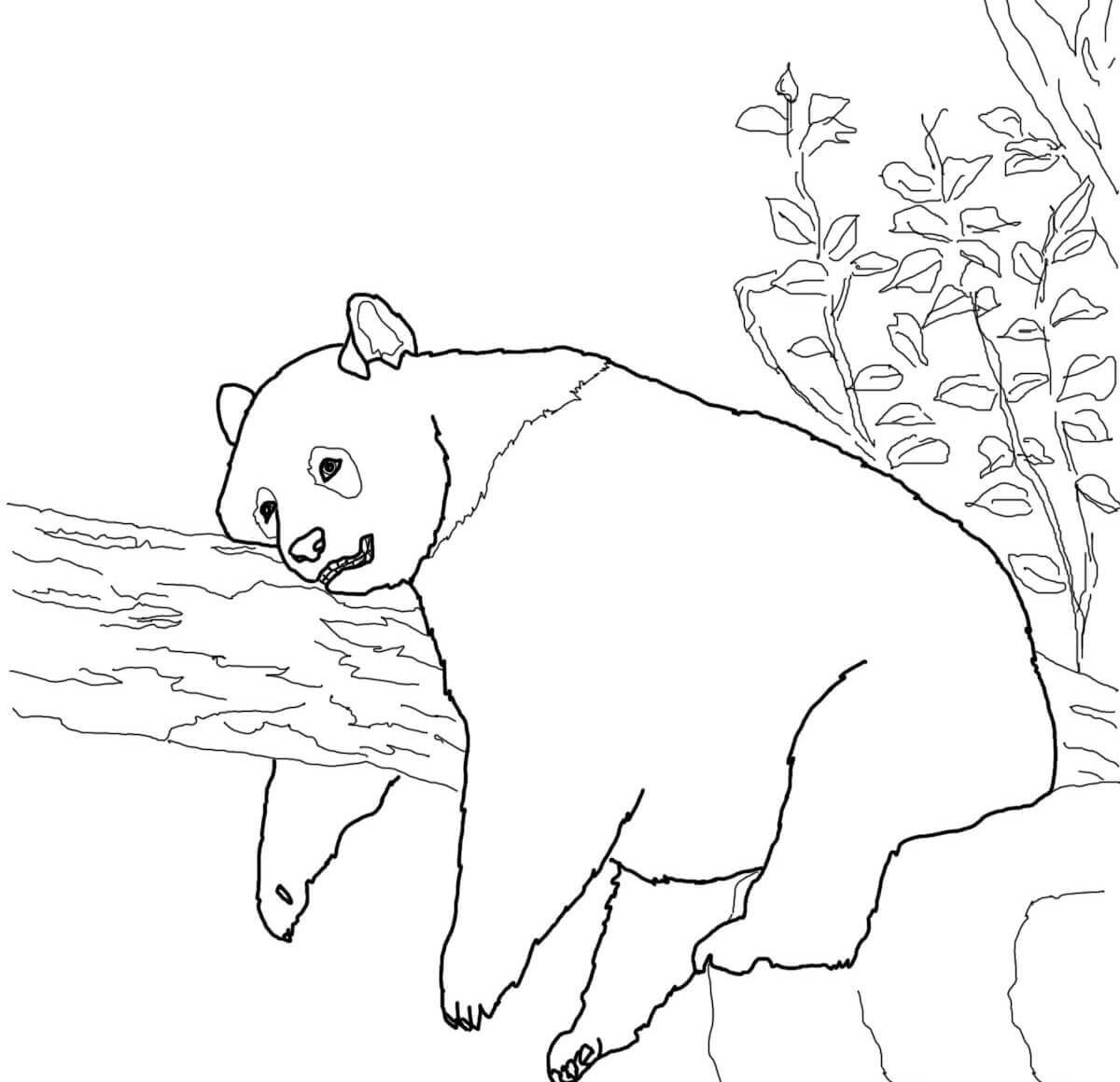 躺在树上的熊猫