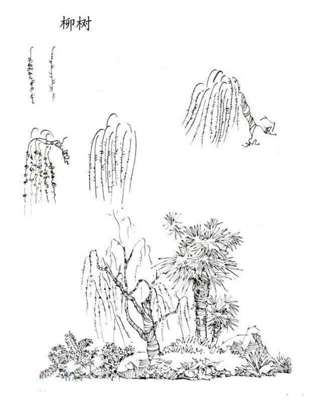 植物图片 柳树简笔画