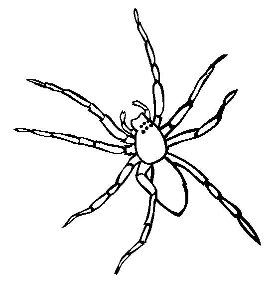 昆虫图片 囊蜘蛛简笔画图片