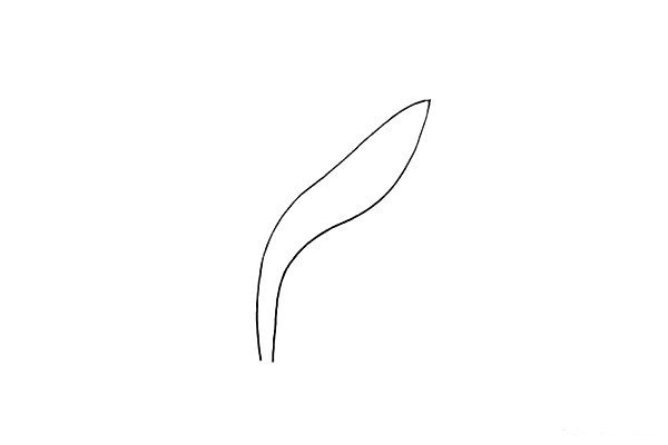 第一步:首先用二条曲线画出它的叶子.窄窄的长长的。