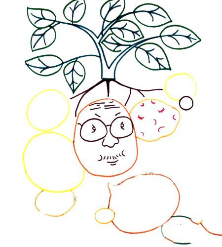 3.土豆的叶子长在哪里，把叶子画出来。