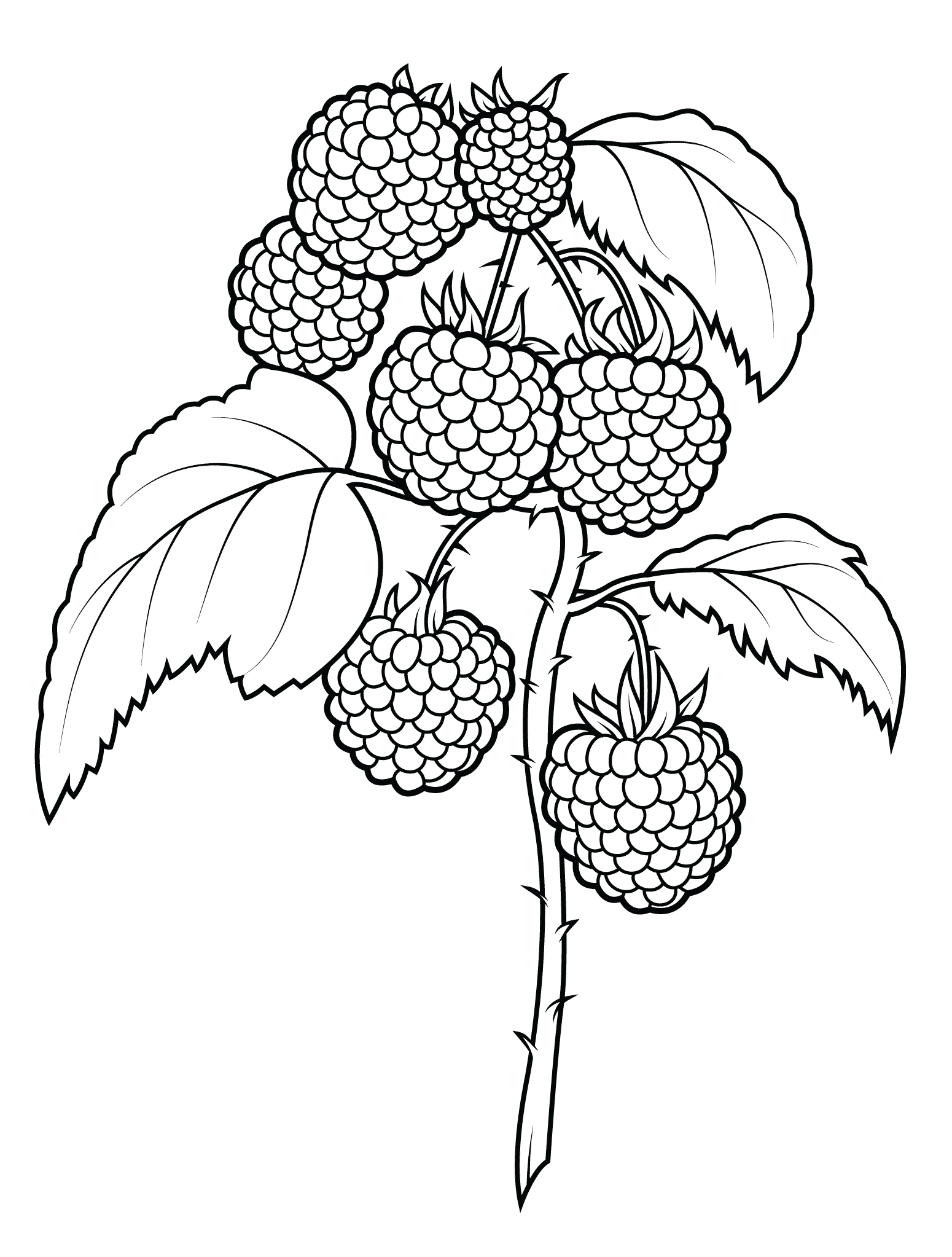 树莓的简单画法