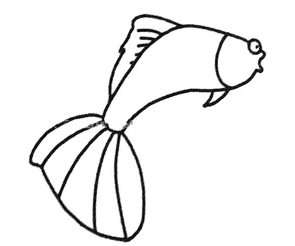 孔雀鱼简笔画图片4
