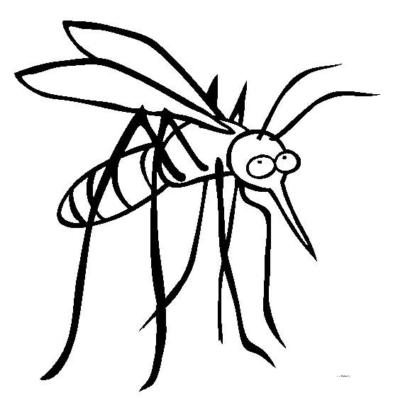 昆虫图片 蚊子简笔画图片
