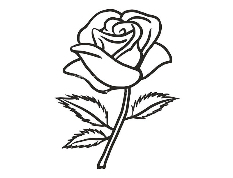 漂亮的红玫瑰简笔画1