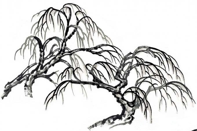 柳树的简笔画图片