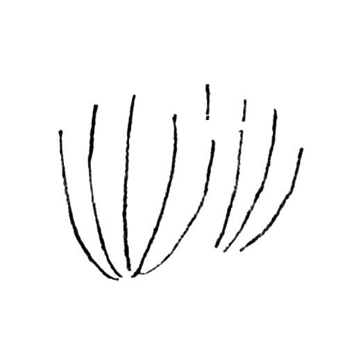 1.画出放射状生长的几根茎。