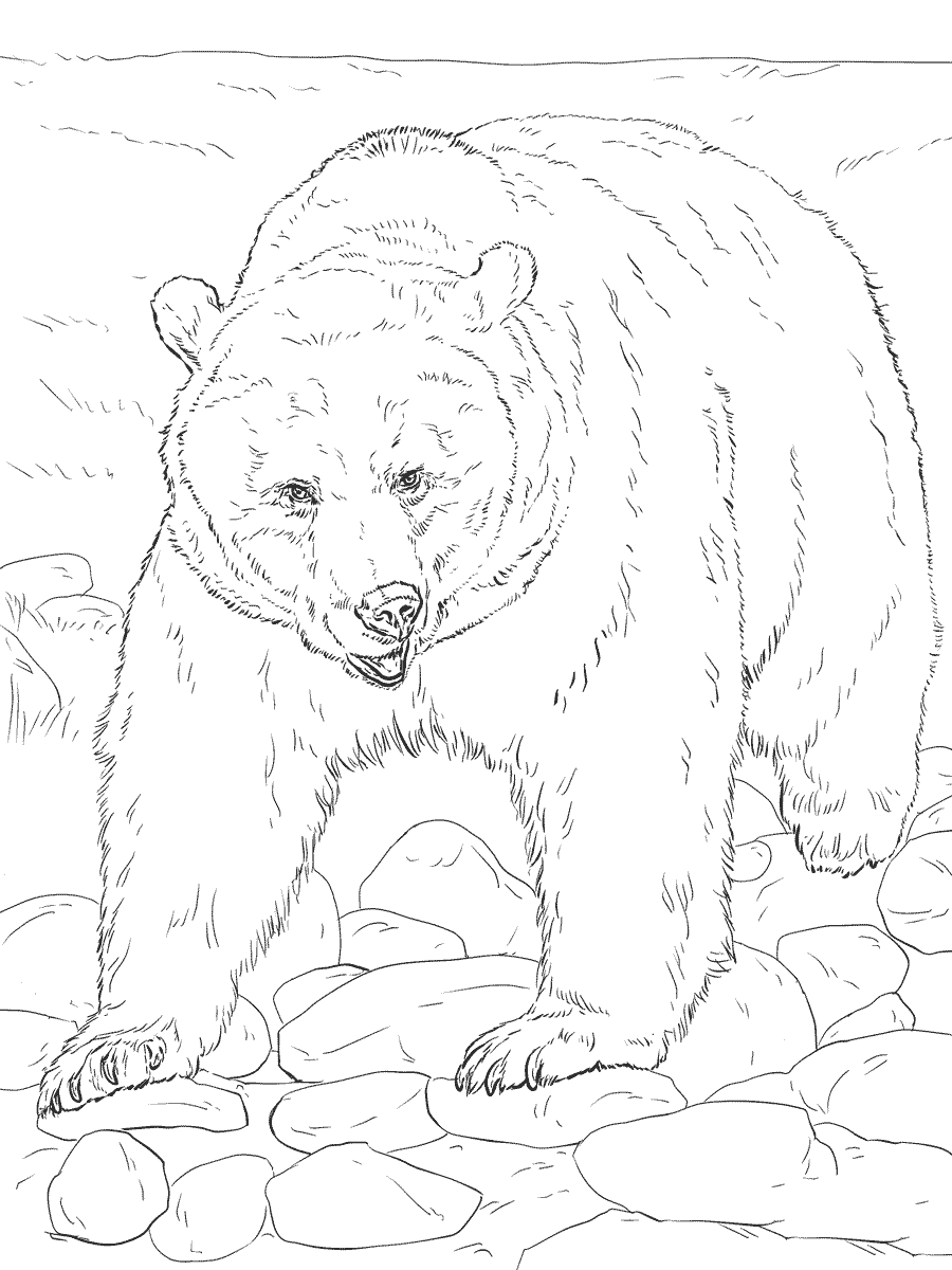 大灰熊简笔画