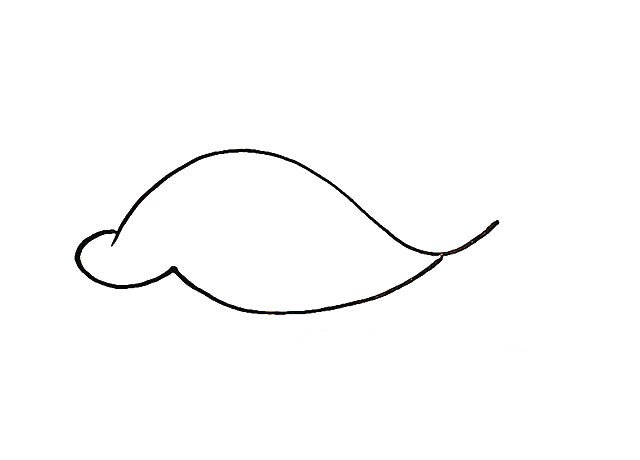 第二步 用图上的曲线画出鲸鱼的下半部分和嘴巴。