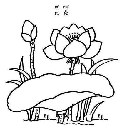 荷花简笔画图片大全 荷花手绘简笔画图片